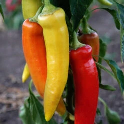 LOLA -Parkseed Shop PP731 3