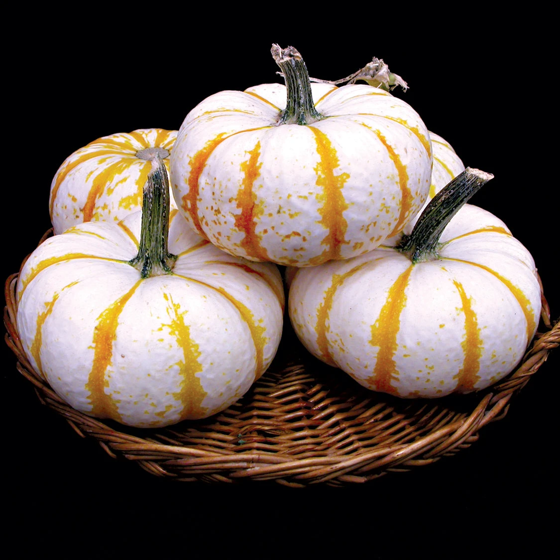 LIL' PUMP-KE-MON 3 LIL' PUMP-KE-MON