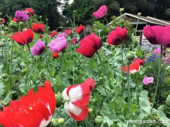 Pepperbox Poppy 31 Pepperbox Poppy -Parkseed Shop Pepperbox Poppies 10