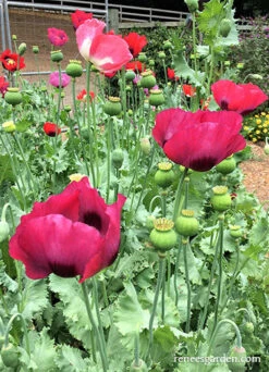 Pepperbox Poppy 28 Pepperbox Poppy -Parkseed Shop Pepperbox Poppies
