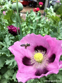 Pepperbox Poppy 25 Pepperbox Poppy -Parkseed Shop Pepperbox Poppies 3