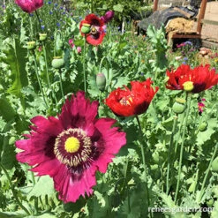 Pepperbox Poppy 23 Pepperbox Poppy -Parkseed Shop Pepperbox Poppies 4 on web