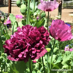 Pepperbox Poppy 24 Pepperbox Poppy -Parkseed Shop Pepperbox Poppies 5 on web