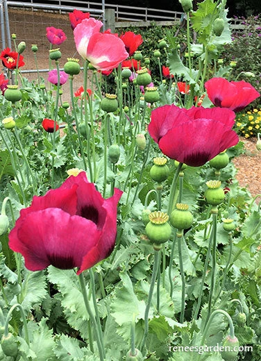 Pepperbox Poppy 12 Pepperbox Poppy - Image 10