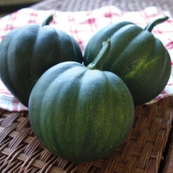 HONEY BEAR 5 HONEY BEAR -Parkseed Shop SQ820 2