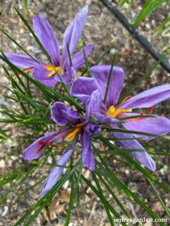 Saffron Crocus Bulbs 16 Saffron Crocus Bulbs -Parkseed Shop Saffron12