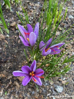Saffron Crocus Bulbs 17 Saffron Crocus Bulbs -Parkseed Shop Saffron1 fbd6c7dd 3400 46b8 8fed 6ec9046be4bb