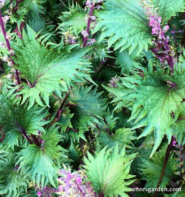 Bicolored Shiso 4 Bicolored Shiso - Image 2