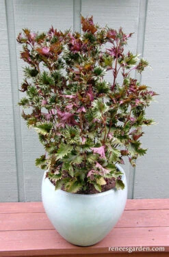 Bicolored Shiso 16 Bicolored Shiso -Parkseed Shop ShisoShowyBicolor11