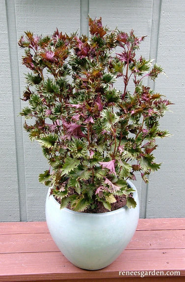 Bicolored Shiso 9 Bicolored Shiso - Image 7