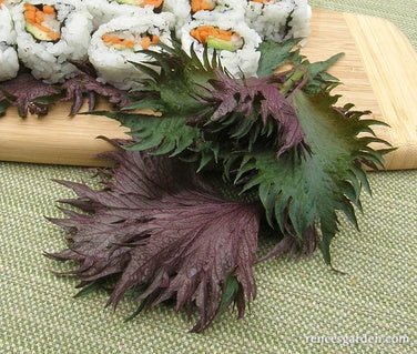 Bicolored Shiso 6 Bicolored Shiso - Image 4