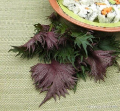 Bicolored Shiso 17 Bicolored Shiso -Parkseed Shop ShisoShowyBicolor3