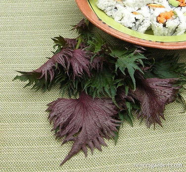 Bicolored Shiso 10 Bicolored Shiso - Image 8