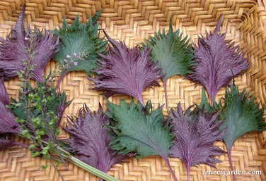 Bicolored Shiso 7 Bicolored Shiso - Image 5