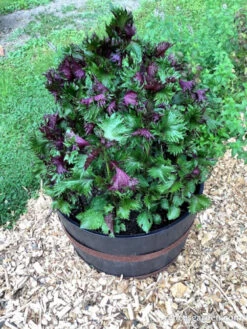 Bicolored Shiso 12 Bicolored Shiso -Parkseed Shop Shiso 1