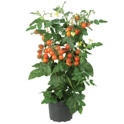 PILLAR™ CATCH ORANGE