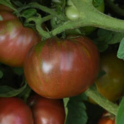 DARKSTAR -Parkseed Shop TM822 3