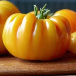 BUFFALOSUN 7 BUFFALOSUN -Parkseed Shop TM842 3