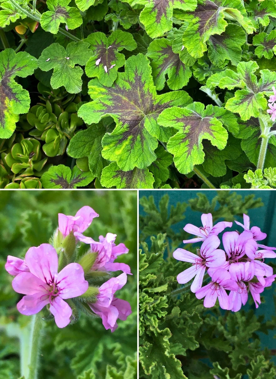 Trio I: Chocolate And Roses 3 Trio I: Chocolate And Roses