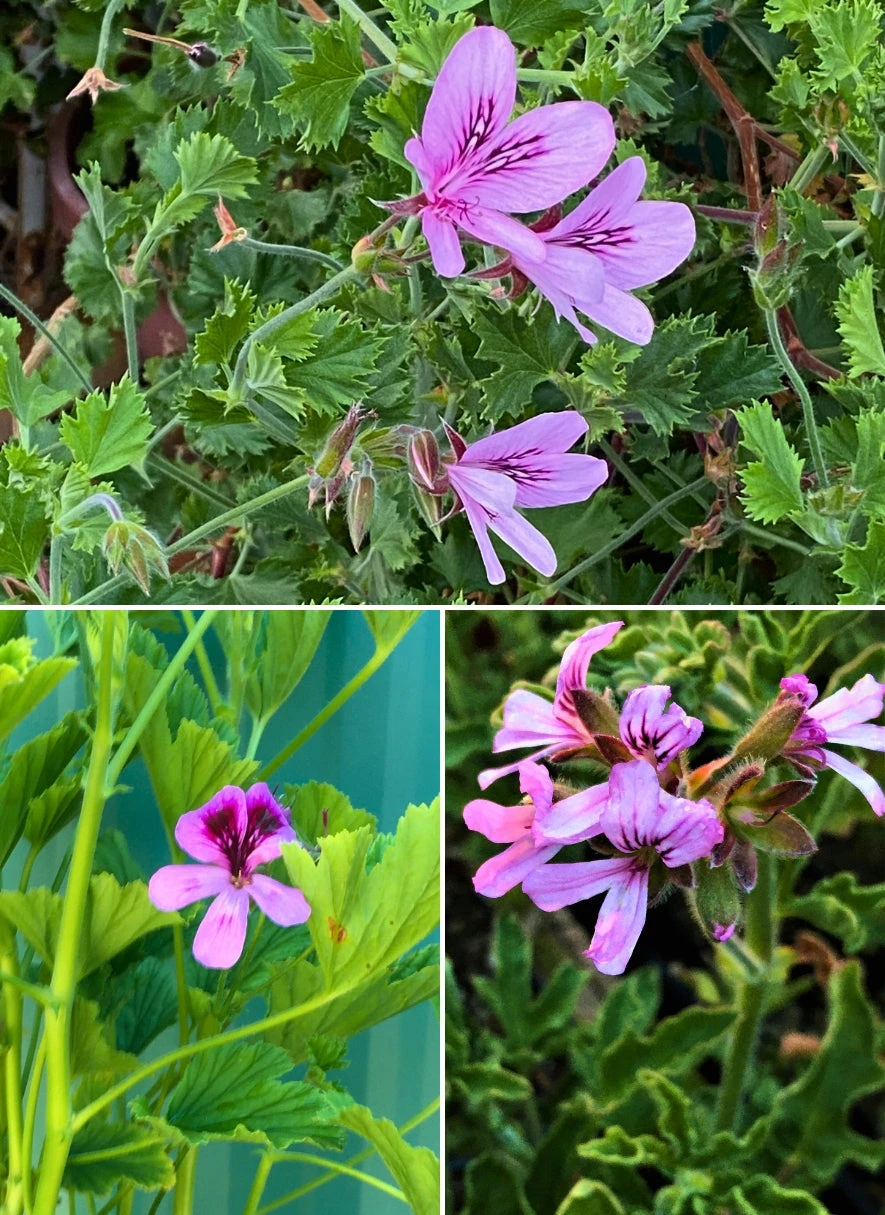 Trio II: Citrus 3 Trio II: Citrus