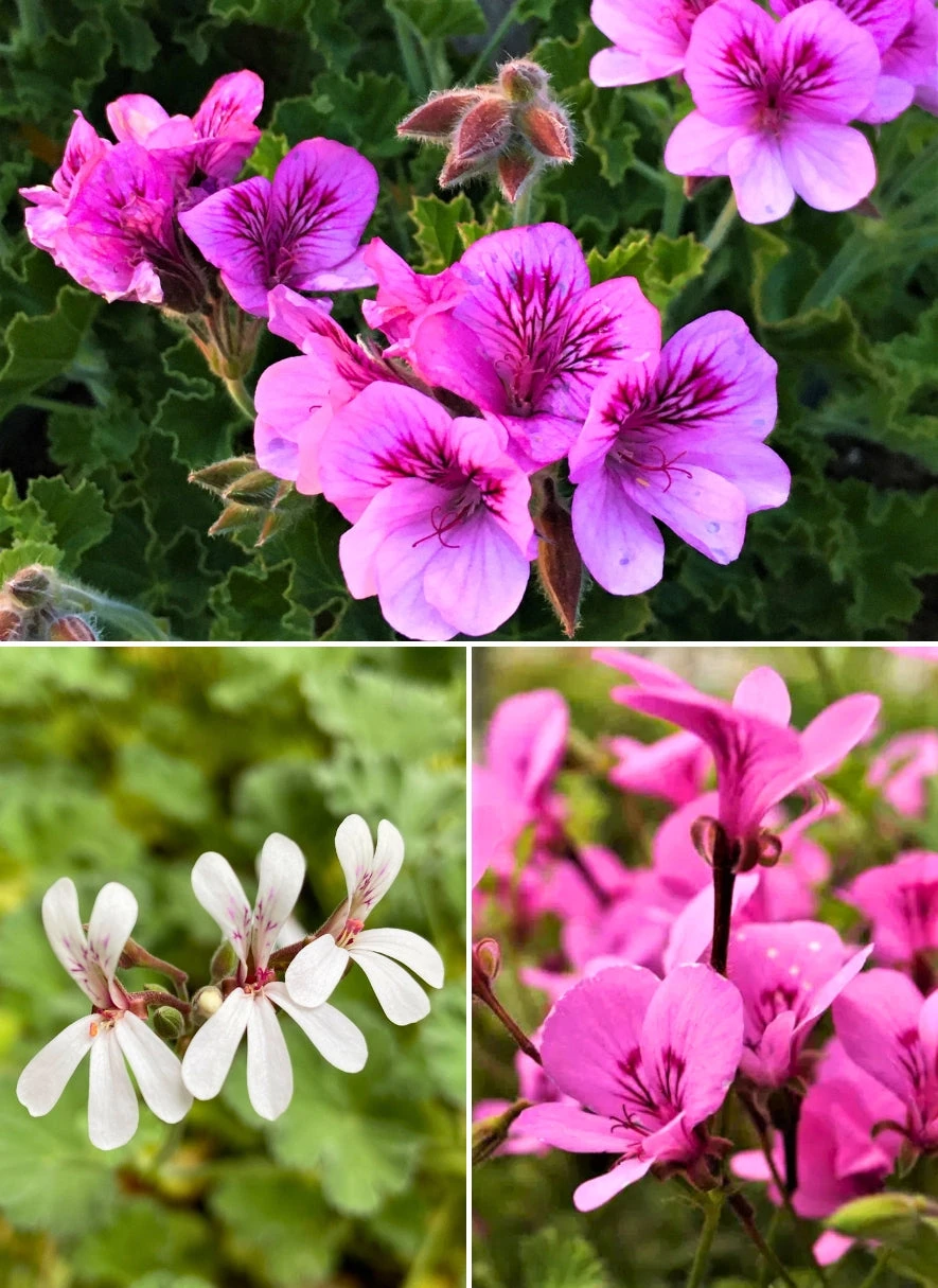 Trio III: Spice 3 Trio III: Spice