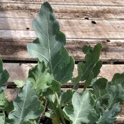 SEA KALE