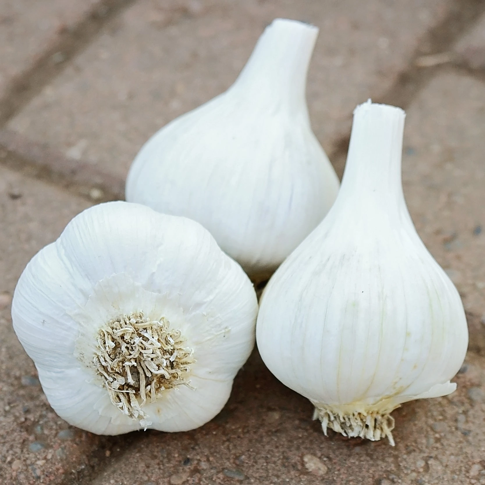 GEORGIAN FIRE 3 GEORGIAN FIRE