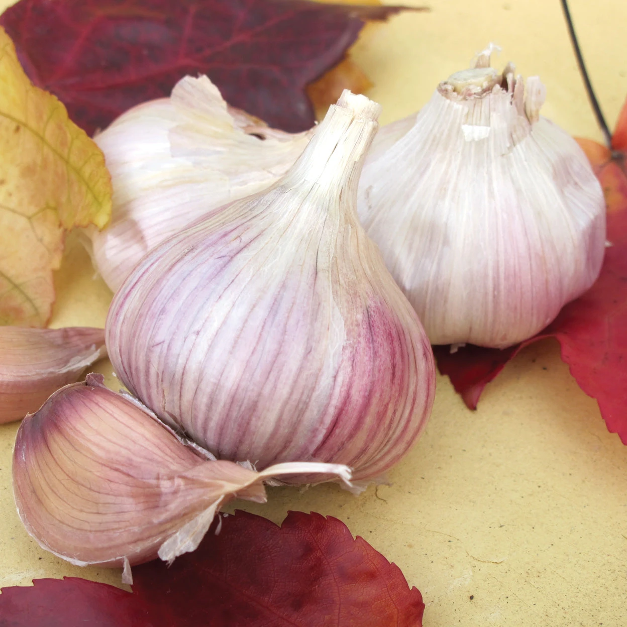 VIETNAMESE RED 4 VIETNAMESE RED - Image 2