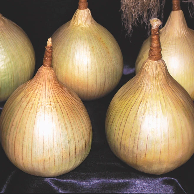 AILSA CRAIG PLANTS 3 AILSA CRAIG PLANTS