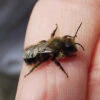 MASON BEES SOLD OUT -Parkseed Shop ZBE012