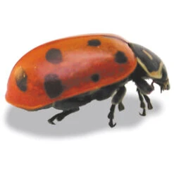 LADYBUGS