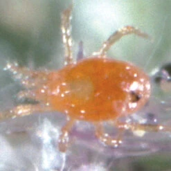 SPIDER MITE PREDATORS