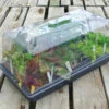 7" DOME PROPAGATION KIT SOLD OUT 2 7" DOME PROPAGATION KIT SOLD OUT -Parkseed Shop ZPT711