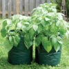 POTATO/TOMATO PLANTER BAG 2 POTATO/TOMATO PLANTER BAG -Parkseed Shop ZPT718