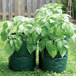 POTATO/TOMATO PLANTER BAG