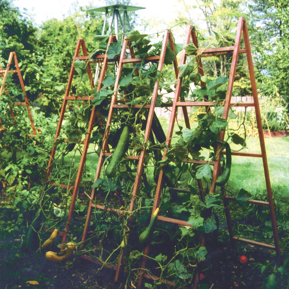 VEGETABLE TRELLISES 4 VEGETABLE TRELLISES - Image 2