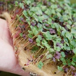 MIGHTY MICROGREENS KIT 7 MIGHTY MICROGREENS KIT -Parkseed Shop ZVG112 2