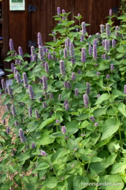 Root Beer Hyssop -Parkseed Shop agastache rugosa WEB TWO