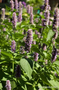 Root Beer Hyssop -Parkseed Shop agastache rugosa bloom WEB