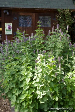 Root Beer Hyssop -Parkseed Shop agastache rugosa habit WEB