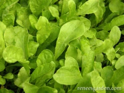 Italian Arugula -Parkseed Shop arugula italian 72dpi 05