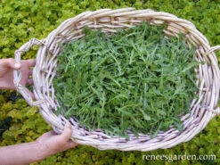 Rustic Style -Parkseed Shop arugula organic rustic 72dpi 02