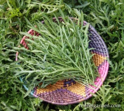 Rustic Style -Parkseed Shop arugula organic rustic 72dpi 05