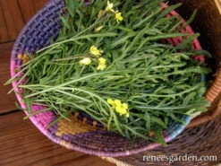 Rustic Style -Parkseed Shop arugula organic rustic 72dpi 07