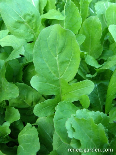 True Italian 4 True Italian - Image 2