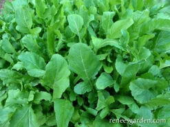True Italian 9 True Italian -Parkseed Shop arugula organic true italian 72dpi 2