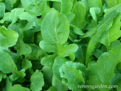 True Italian 11 True Italian -Parkseed Shop arugula organic true italian 72dpi 3