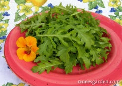 Runway Arugula -Parkseed Shop arugula runway 72dpi 2