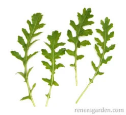 Runway Arugula -Parkseed Shop arugula runway 72dpi 4