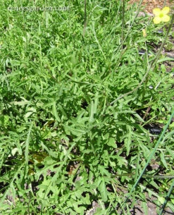 Heirloom Rustic Arugula -Parkseed Shop arugula rustic 72dpi 07